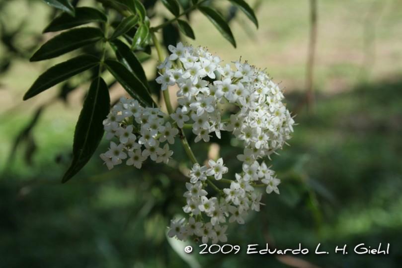 Bez południowy Maquiberry (Sambucus australis)